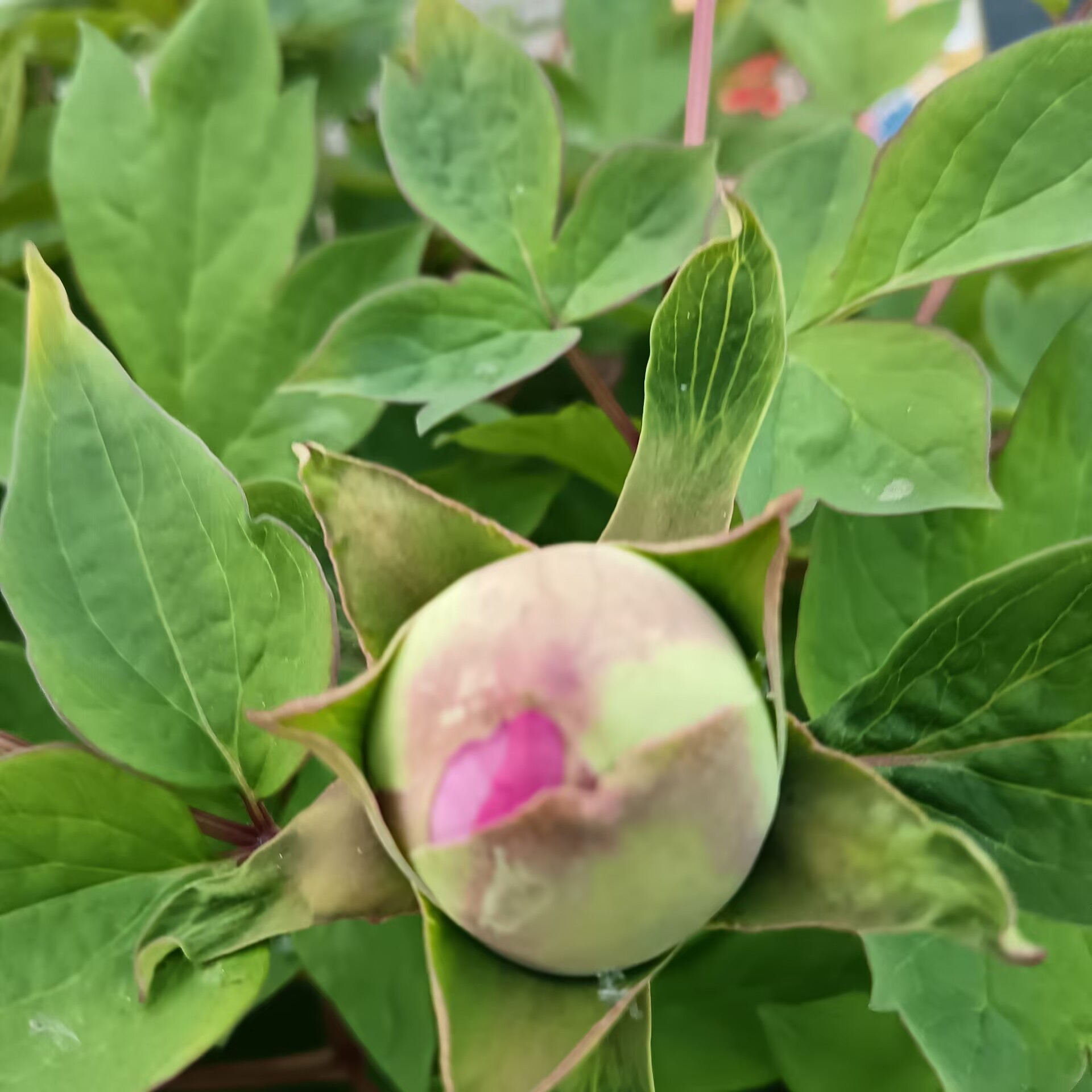dc4b9f01def00b3ea6a742882990b1c1.jpg