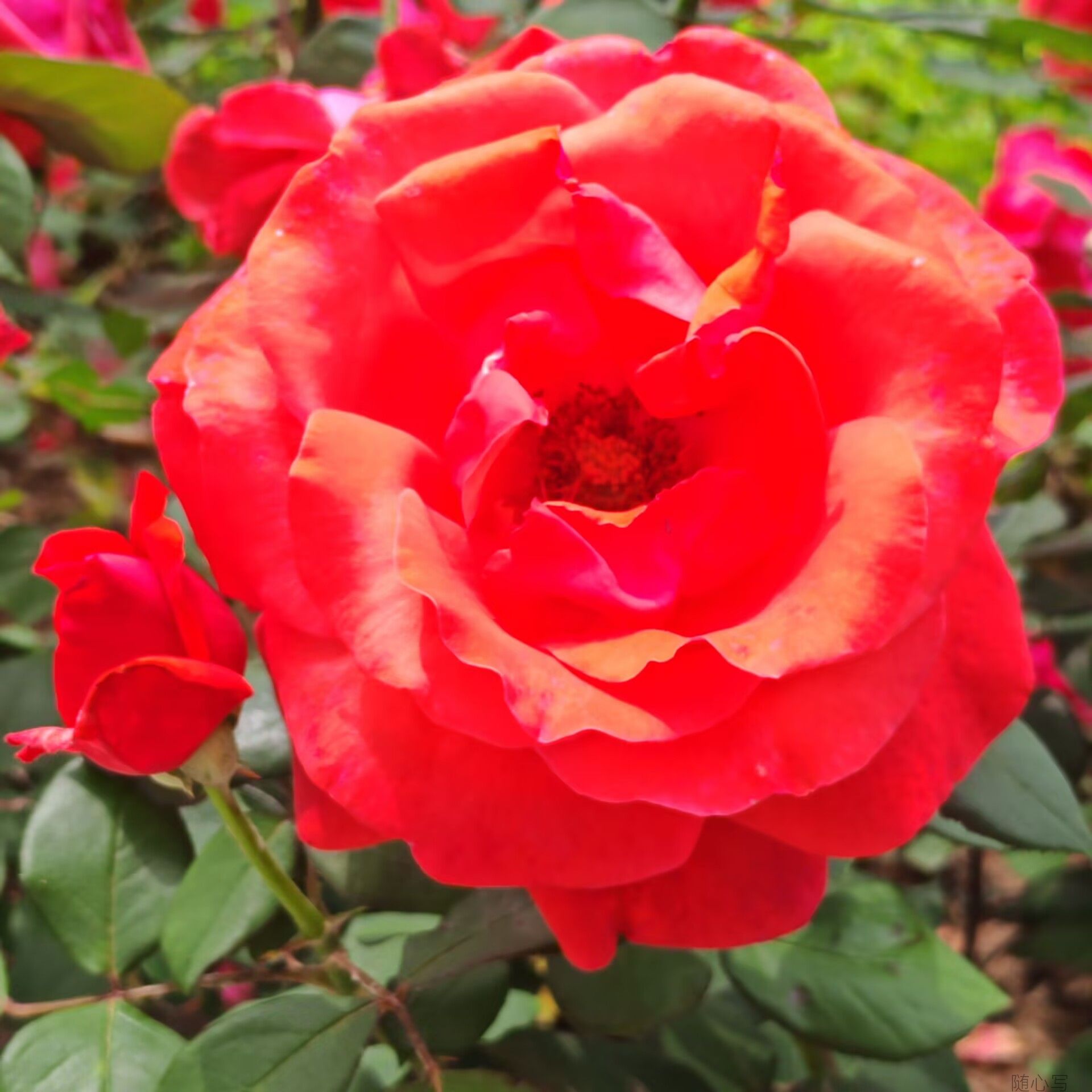247572f5973790f8cb2fcd960d9def83.jpg