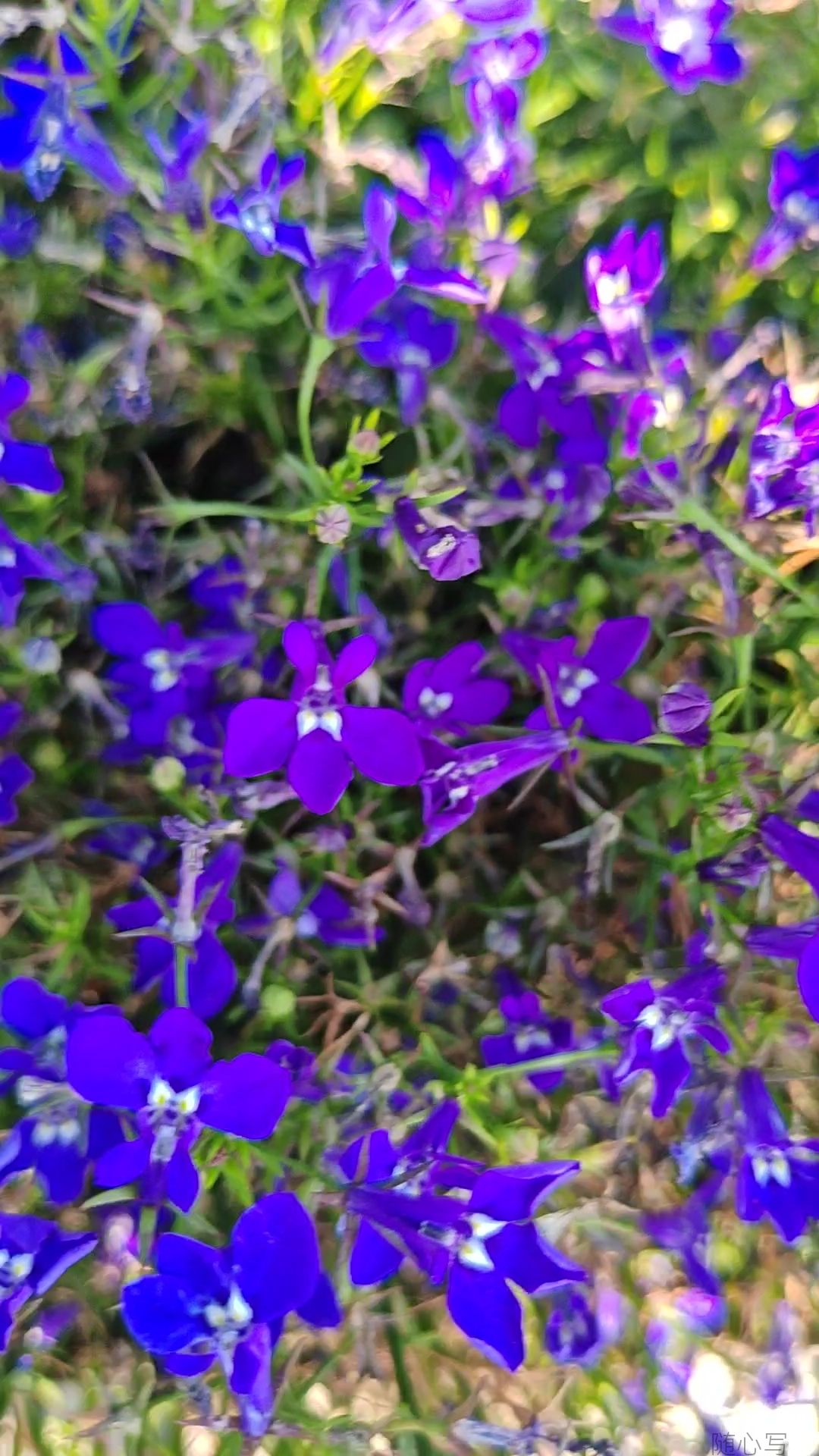 6b18e4fba8f1e7d91b8f1a7d3512cac2.jpg