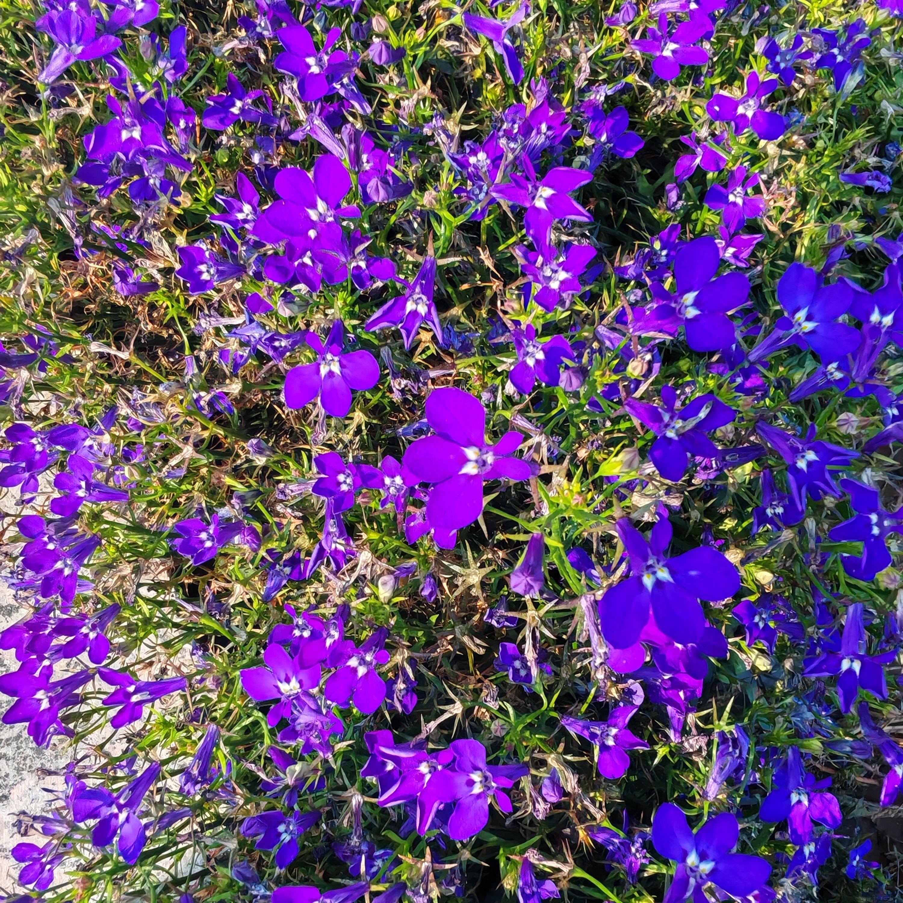 IMG_20260624_160404.jpg